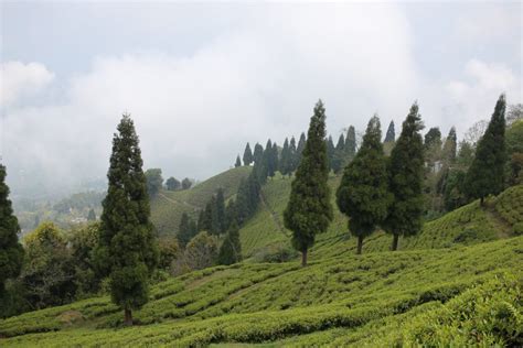 Darjeeling Tea Garden in India - PixaHive