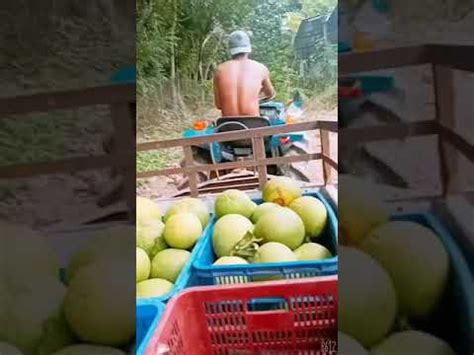 Sex Mỹ đen YouTube