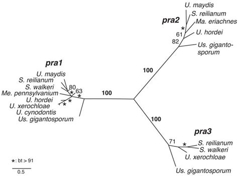 Figure 2 From Interspecific Sex In Grass Smuts And The Genetic Diversity Of Their Pheromone