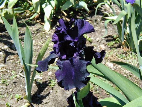 World Of Irises Tall Bearded Iris My Favorite Black Irises