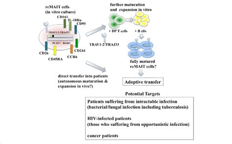 Adoptive Transfer Of Remait Cells For Cell Therapy Fully Matured