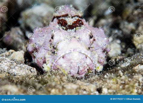 Humpback Scorpionfish In Pacific Stock Image Image Of Conservation