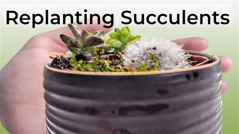 Replanting Propagated Succulents Simple Process Step By Step Youtube