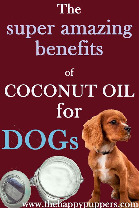 10 Amazing Benefits Of Virgin Coconut Oil For Dogs Coconut Oil For