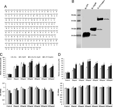 A Nucleotide and deduced amino acid sequences of chicken IL 23α B