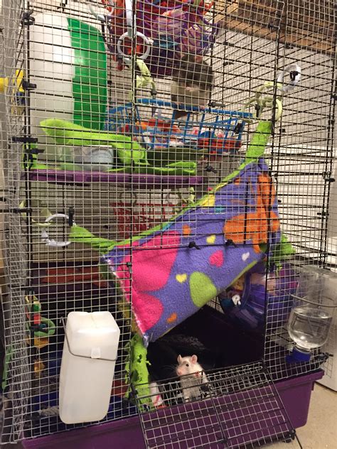 Clean cage equals happy rats. : r/RATS