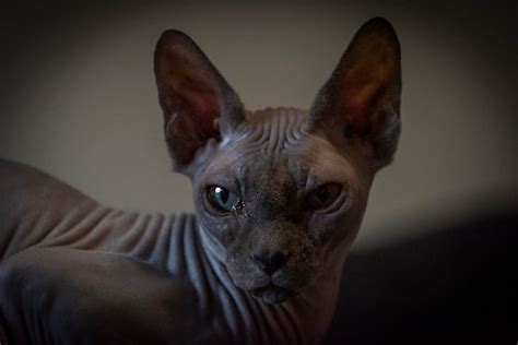 Premium Photo Gray Beautiful Naked Cat Indoor In Dark Room
