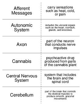 Nervous System Vocabulary Flash Cards For Physiology Students TpT