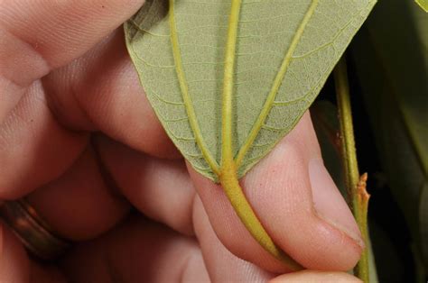 Mallotus Philippensis Euphorbiaceae Image At Phytoimages Siu Edu