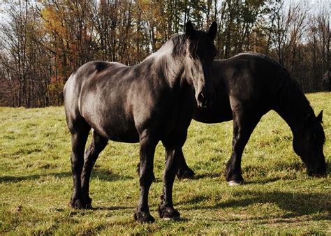 A Wrinkle In Time: Stoney Creek Farm Percheron Draft Horses﻿