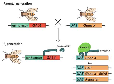 The Gal4 Uas System Can Be Used For Targeted Gene Expression To Obtain Download Scientific