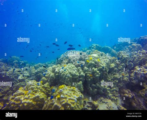 Young coral reef formation on sandy sea bottom. Deep blue sea ...