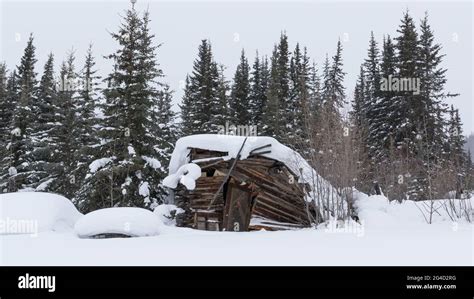 Snow falling in Wiseman in Alaska in mid-winter Stock Photo - Alamy