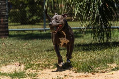 Cachorro Pit Bull De Nariz Azul Brincando E Se Divertindo No Parque