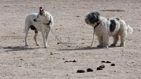 S Lo Una Multa En Seis Meses Por No Recoger Heces De Perro En Alicante