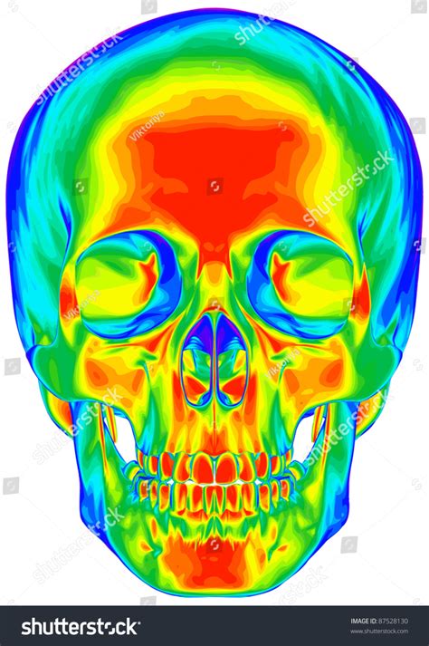 Thermal Image Human Skull Isolated On Stock Illustration