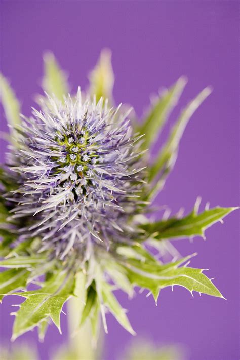 Will Vinegar Kill Thistle Weeds at Shirley Arrowood blog