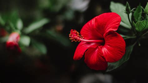 Download Wallpaper 1920x1080 Hibiscus Flower Red Macro Full Hd Hdtv Fhd 1080p Hd Background