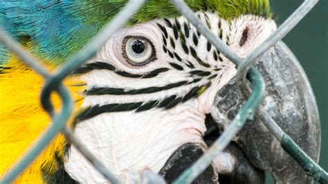 Rescue Parrots: Why They Make Great Pets | BirdSupplies.com