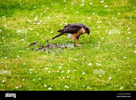 Eurasian sparrowhawk, Accipiter nisus, northern sparrowhawk, feeding in ...