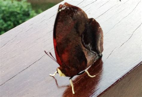 Leafwing All You Need To Know In A Quick Guide Whats That Bug