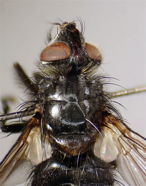 Panzeria Intermedia Male Head Thorax Whiteford Burrows Flickr