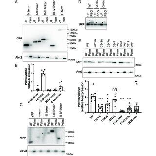 Palmitoylation And Subcellular Localization Of The Ca V C