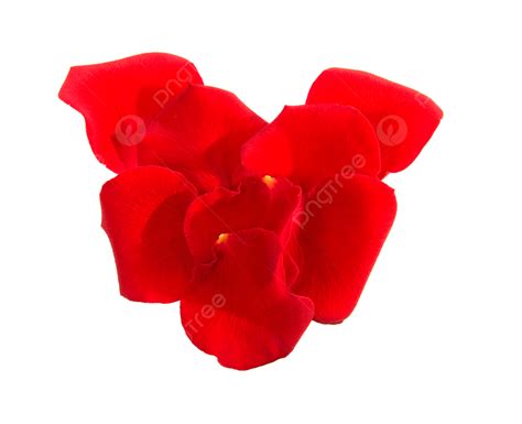 Hojas De Rosas Rojas En Forma De Coraz N Png Dibujos Romance San