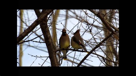 Cedar Waxwings Passing Berries Youtube