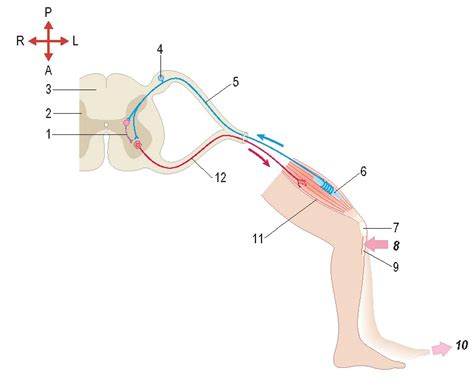 The Patellar Knee Jerk Reflex Left Side Wikitomy