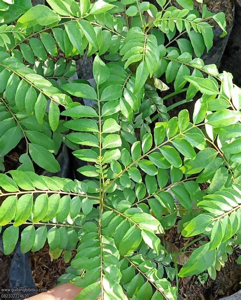 Jual Bibit Daun Kari Gudang Bibitku