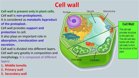 SOLUTION: Cell wall structure and chemical composition - Studypool