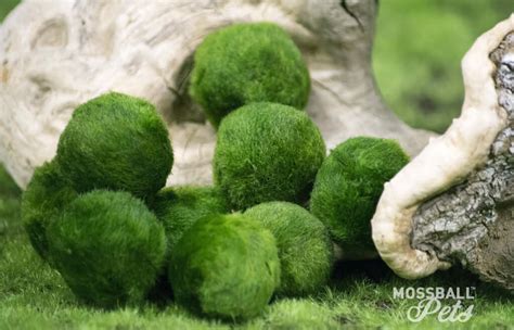 Unmasking The Mysteries Of Moss Ball Pets