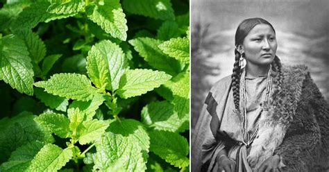 10 Medicinal Plants Native Americans Used To Cure Everything From Inflammation To Infections ...