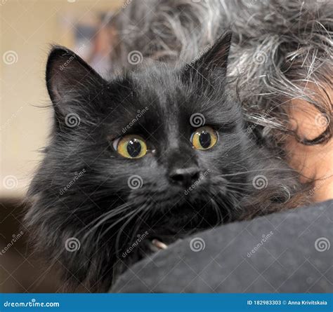 Gato Chantilly Preto Olhos Amarelos Imagem De Stock Imagem De