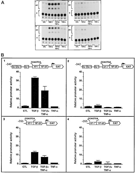 Effect Of A Mutation In The AP 1 Binding Site On COL1A2 Promoter