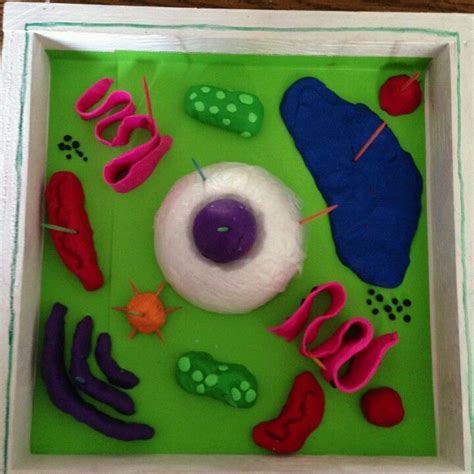 Plant Cell Playdough Model