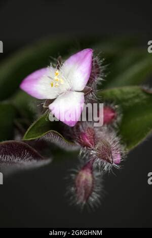 Wandering Jew Wandering Dude Inch Plant Spiderwort Or Tradescantia