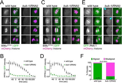 Figures And Data In BUB 1 Targets PP2A B56 To Regulate Chromosome