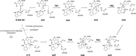 Uncovering The Mechanism Of Azepinoindole Skeleton Formation Via