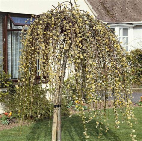 12 Best Types Of Pussy Willow Balcony Garden Web
