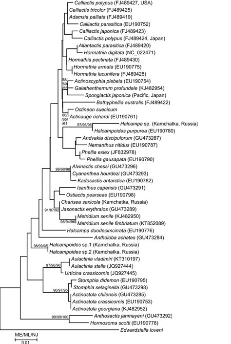 Tree Resulting From Neighbor Joining Nj Analysis Of S Rrna