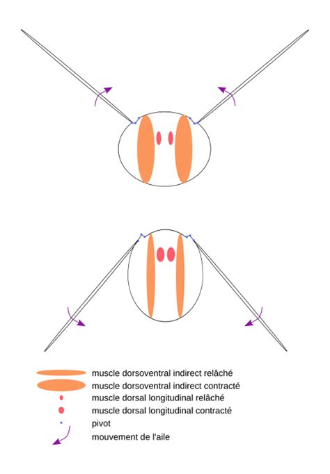 Le Vol Des Insectes Une Musculature Lorigine Des Forces Codex