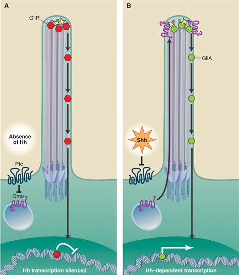 The Primary Cilium As The Cell S Antenna Signaling At A Sensory