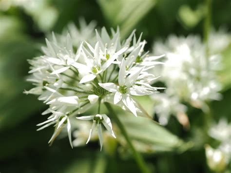 Blooming Wild Garlic Plants Allium Ursinum In A Forest Stock Photo