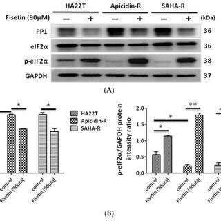 Fisetin Induced Eif Phosphorylation In Hcc Cells Via The Inhibition