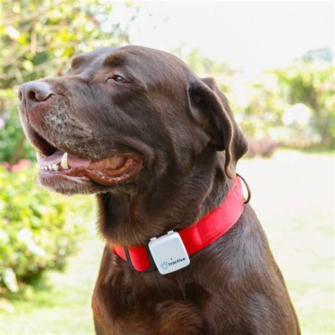 Tractive GPS Dog Tracker Lets You Track Your Dog Via Your Smart Phone