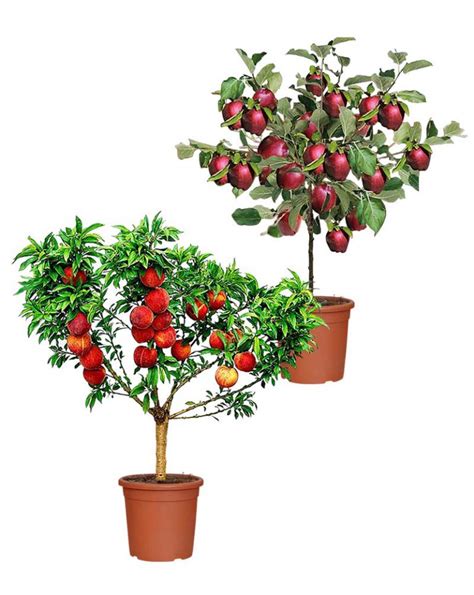 Alberi Nani Da Frutto In Vaso Micronative