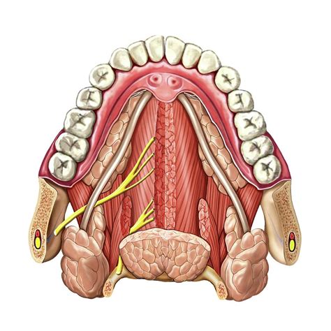 Oral Floor Photograph By Asklepios Medical Atlas Pixels