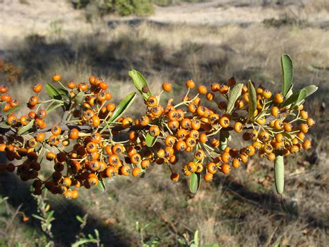 Pyracantha Coccinea Profile California Invasive Plant Council